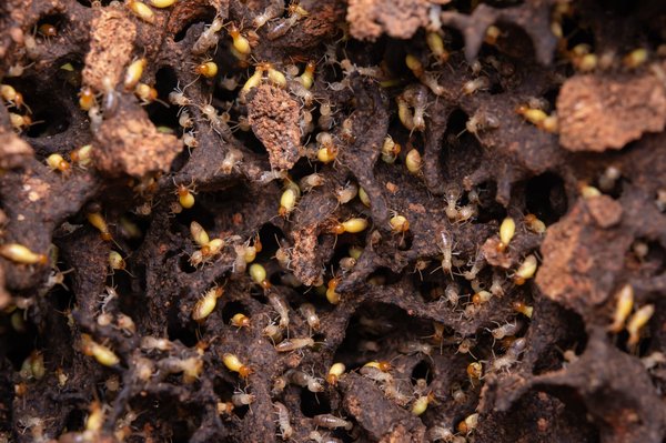 Quelle est la méthode la plus efficace pour éliminer les termites dans une charpente ancienne?